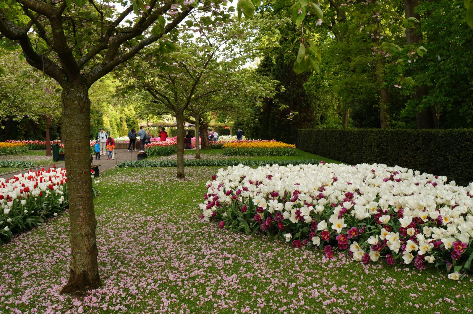 Королевский парк тюльпанов Кёкенхоф